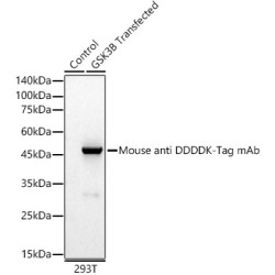 Mouse anti DDDDK-Tag mAb