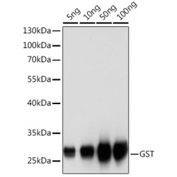 Rabbit anti GST-Tag pAb