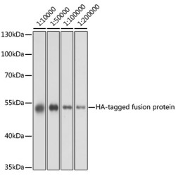 Mouse anti HA-Tag mAb