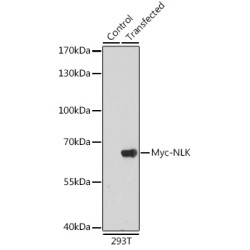 Rabbit anti Myc-Tag pAb