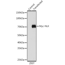 Mouse anti Myc-Tag mAb