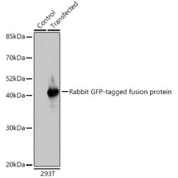 Rabbit anti GFP-Tag pAb