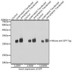Mouse anti GFP-Tag mAb