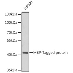 Mouse anti MBP-Tag mAb