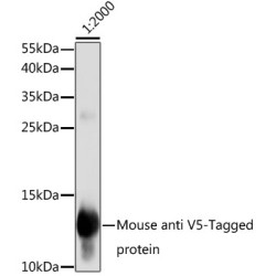 Mouse anti V5-Tag mAb