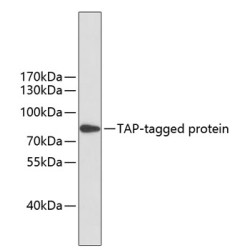 Mouse anti TAP-Tag mAb