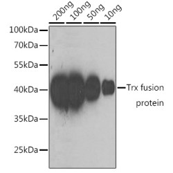 Mouse anti Trx-Tag mAb