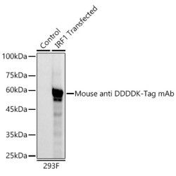 HRP-conjugated Mouse anti DDDDK-Tag mAb
