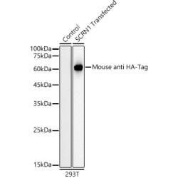 HRP-conjugated Mouse anti HA-Tag mAb