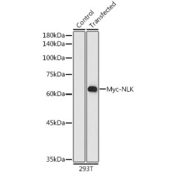HRP-conjugated Mouse anti Myc-Tag mAb