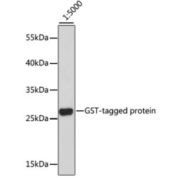 HRP-conjugated Mouse anti GST-Tag mAb