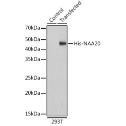 HRP-conjugated Mouse anti His-Tag mAb