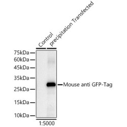 HRP-conjugated Mouse anti GFP-Tag mAb