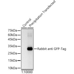 HRP-conjugated Rabbit anti GFP-Tag mAb