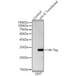 Rabbit anti HA-Tag pAb