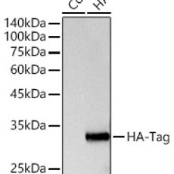 Rabbit anti HA-Tag pAb