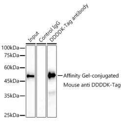 Affinity Gel-conjugated Mouse anti DDDDK-Tag mAb {Anti-DDDDK Affinity Gel}