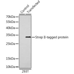 Mouse anti Strep II-Tag mAb