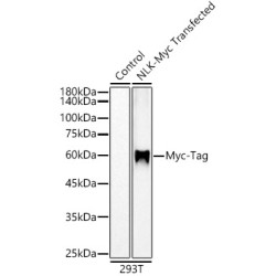 Myc-Tag Rabbit mAb
