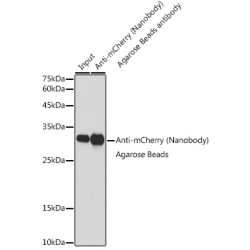 Agarose beads-conjugated anti-mCherry VHH Single Domain antibody