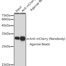 Agarose beads-conjugated anti-mCherry VHH Single Domain antibody
