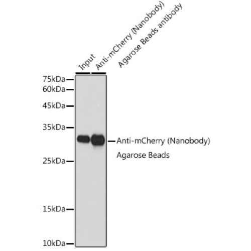 Agarose beads-conjugated anti-mCherry VHH Single Domain antibody