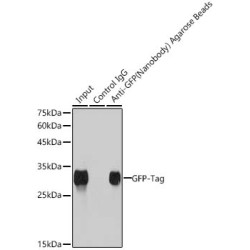 Agarose beads-conjugated anti-GFP VHH Single Domain antibody