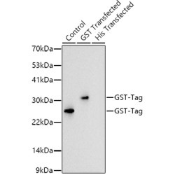 Rabbit anti GST-Tag mAb