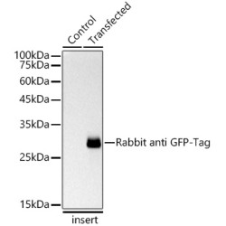 Rabbit anti GFP-Tag mAb