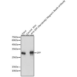 Magnetic beads-conjugated anti-GFP VHH Single Domain antibody