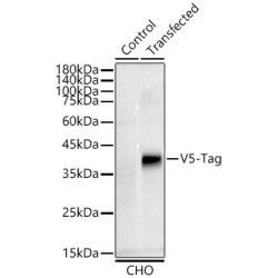 Rabbit anti V5-Tag mAb