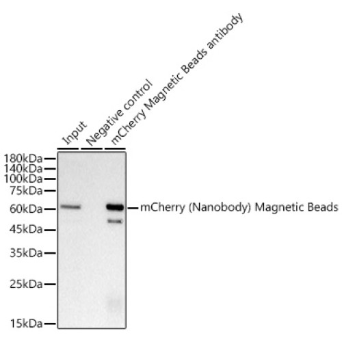 Magnetic beads-conjugated anti-mCherry VHH Single Domain antibody