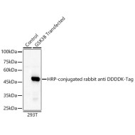 HRP-conjugated Rabbit anti DDDDK-Tag mAb