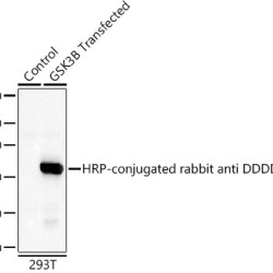 HRP-conjugated Rabbit anti DDDDK-Tag mAb
