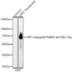 HRP-conjugated Rabbit anti Myc-Tag mAb