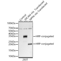 HRP-conjugated Rabbit anti His-Tag mAb