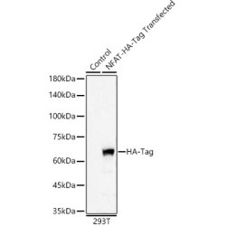 HA-Tag Rabbit mAb