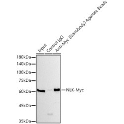 Agarose beads-conjugated anti-Myc VHH Single Domain antibody