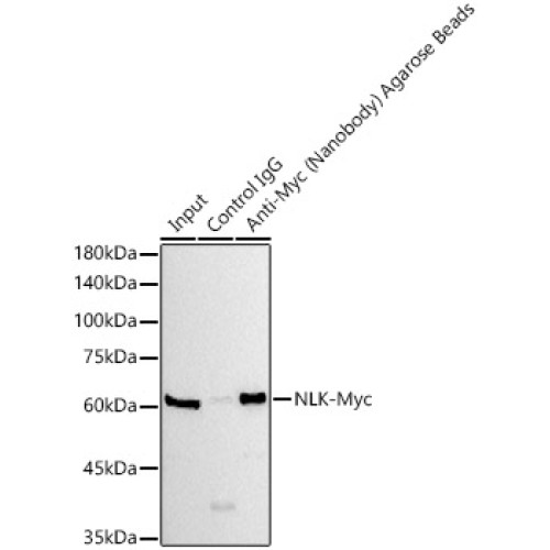 Agarose beads-conjugated anti-Myc VHH Single Domain antibody