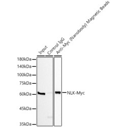 Magnetic beads-conjugated anti-Myc VHH Single Domain antibody