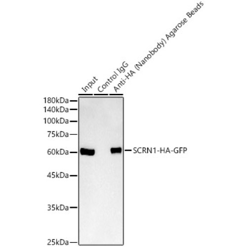 Agarose beads-conjugated anti-HA VHH Single Domain antibody