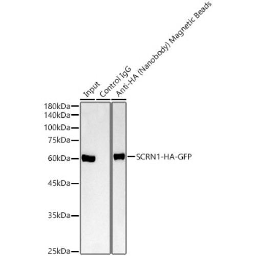 Magnetic beads-conjugated anti-HA VHH Single Domain antibody