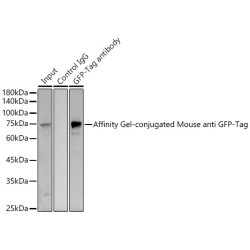 Affinity Gel-conjugated Mouse anti GFP-Tag mAb {Anti-GFP Affinity Gel}
