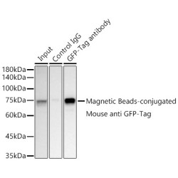 Magnetic Beads-conjugated Mouse anti GFP-Tag mAb