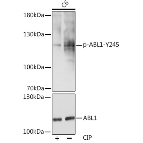 Phospho-c-Abl-Y245 Rabbit pAb