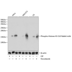 Phospho-Histone H3-S10 Rabbit mAb