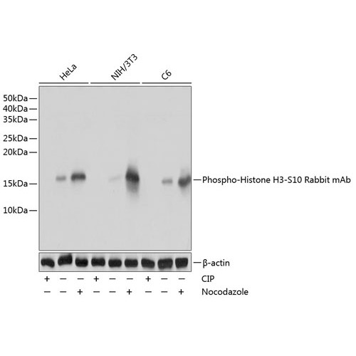 Phospho-Histone H3-S10 Rabbit mAb