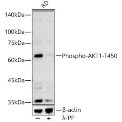 Phospho-AKT1-T450 Rabbit pAb