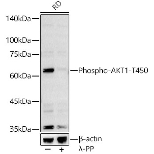 Phospho-AKT1-T450 Rabbit pAb