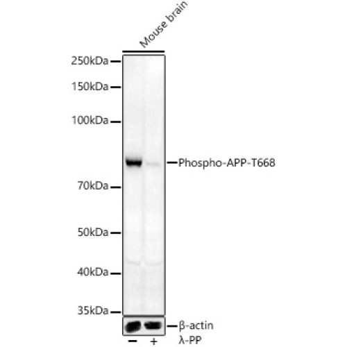 Phospho-APP-T668 Rabbit pAb